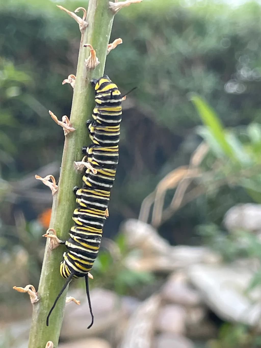 Striped Caterpillar in Greenery