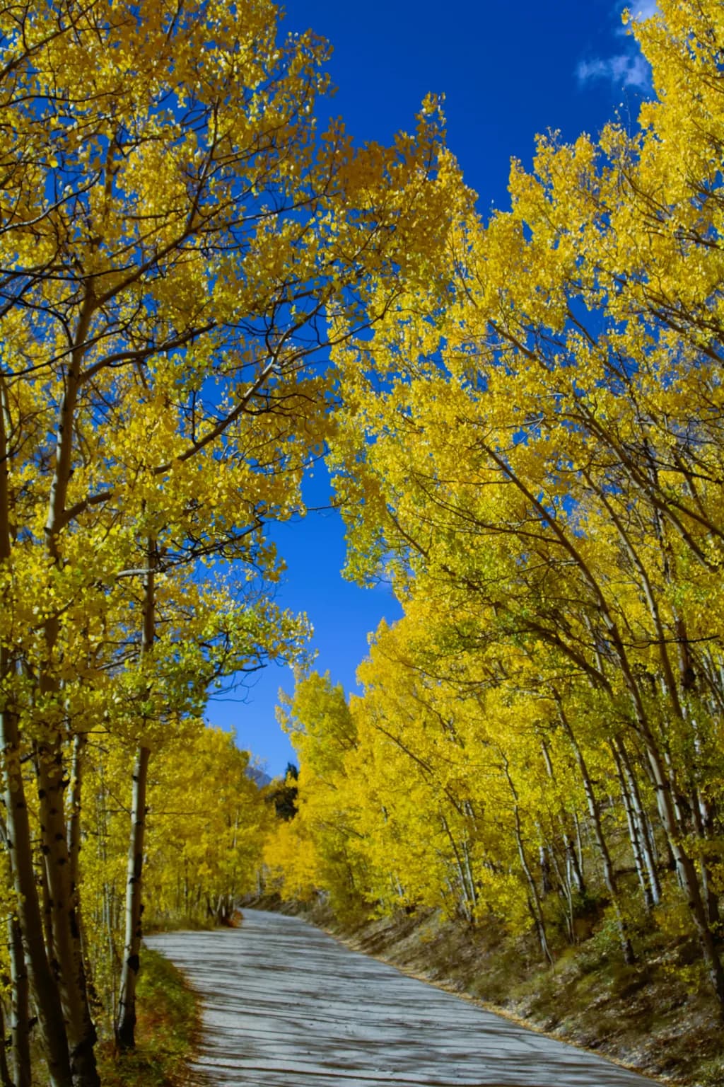 Golden Aspen Pathway