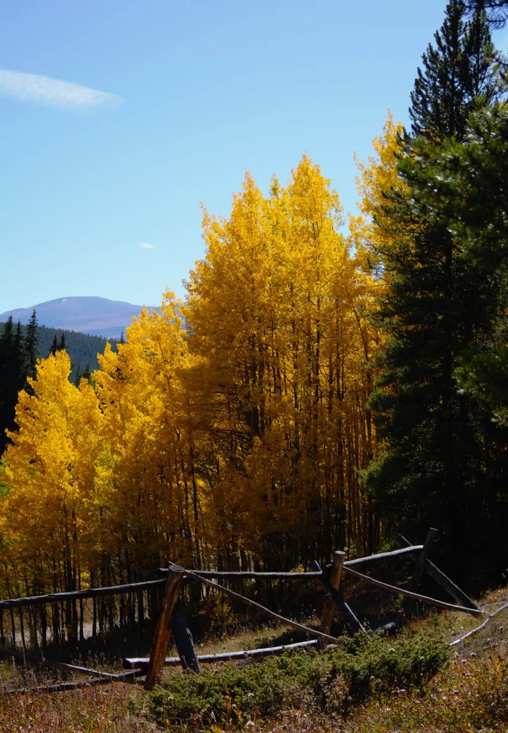 Golden Aspen Glow