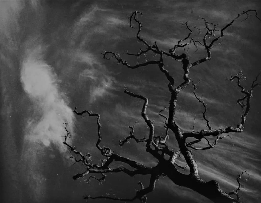Twisted Silhouette