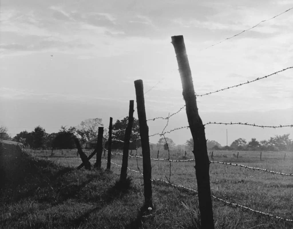 Barbed Shadows