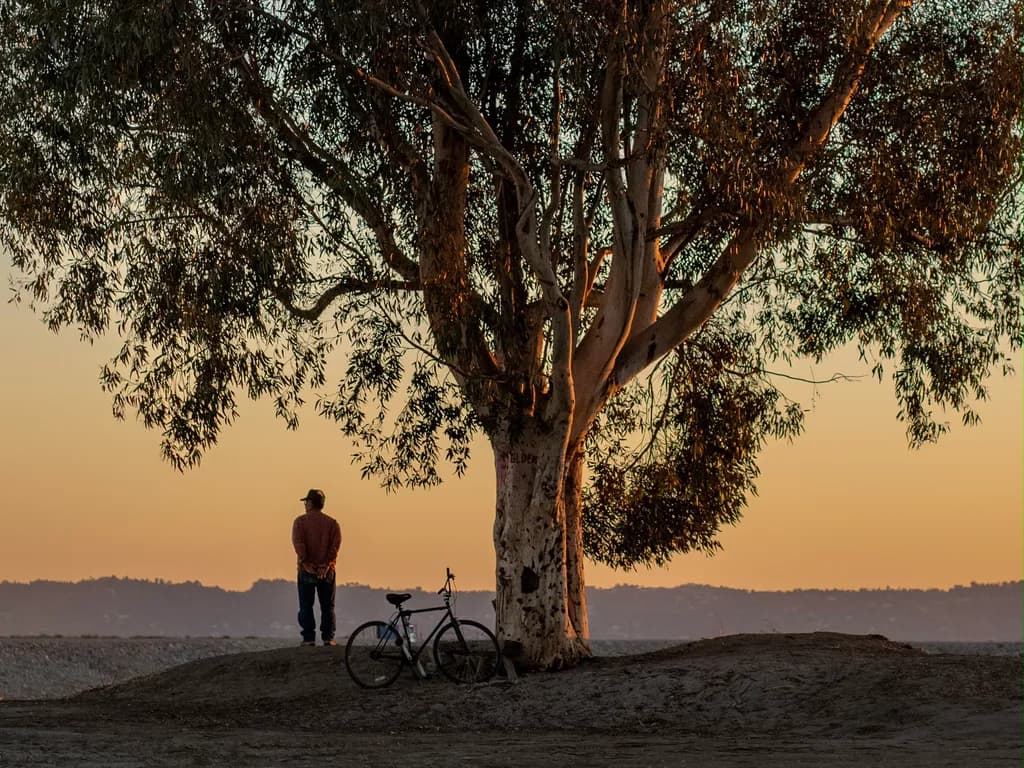 Beneath the Eucalyptus