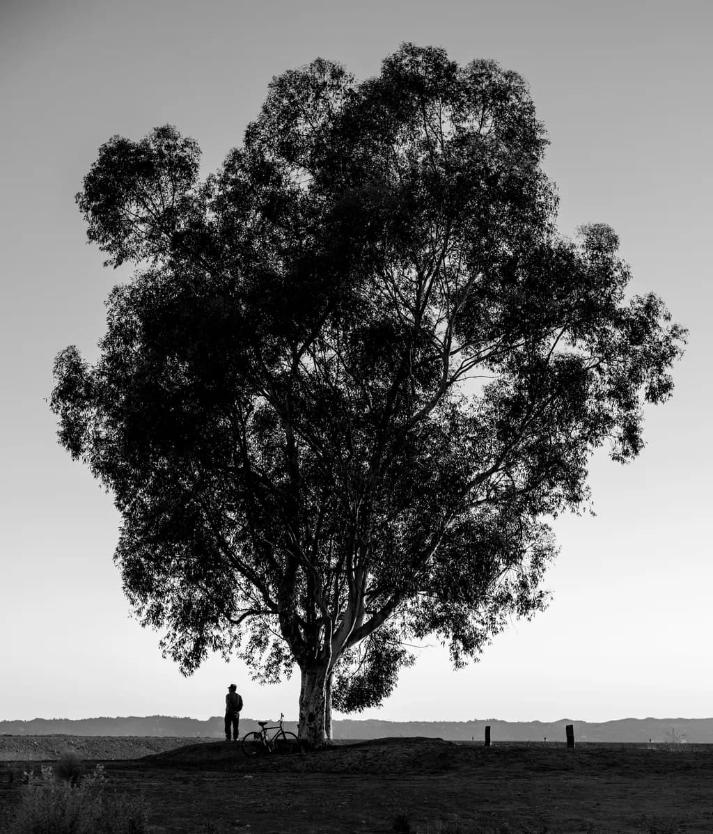 Solitary Tree