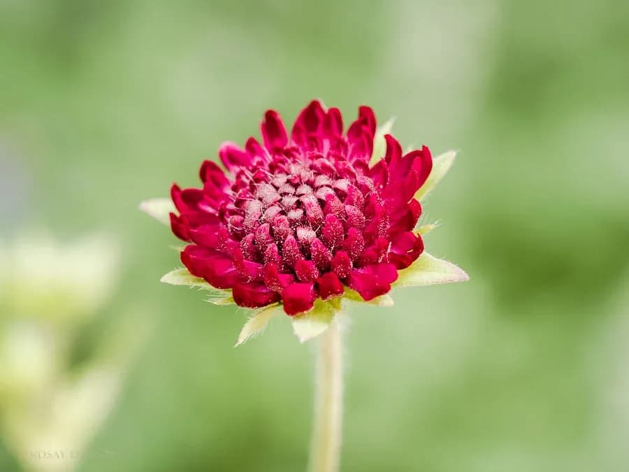 Radiant Blossom: A Close-Up of Nature's Vibrant Beauty