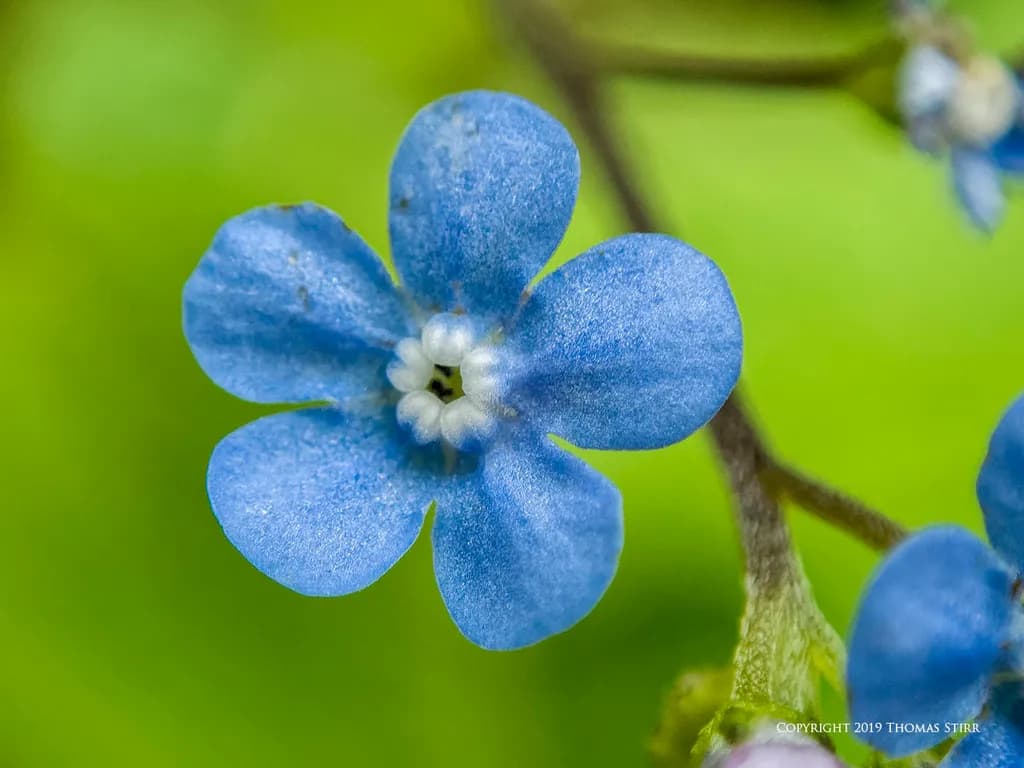 Whispers of Blue: A Close-Up Journey into Nature's Delicate Beauty