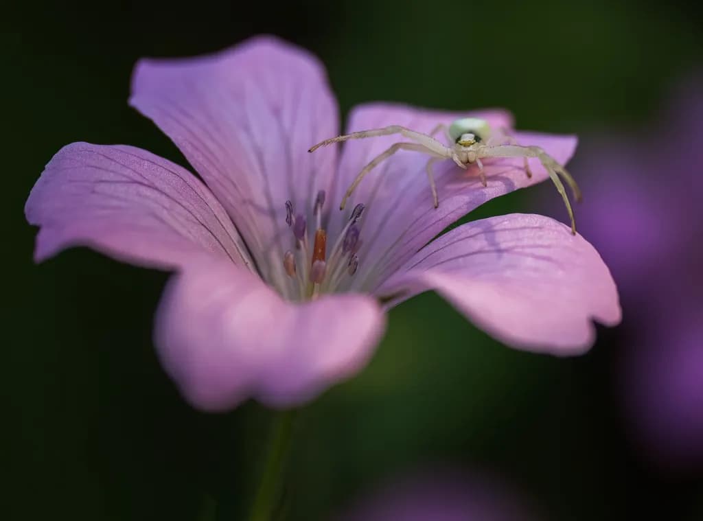 Delicate Harmony: A Macro Exploration of a Pink Flower and Its Spider Companion