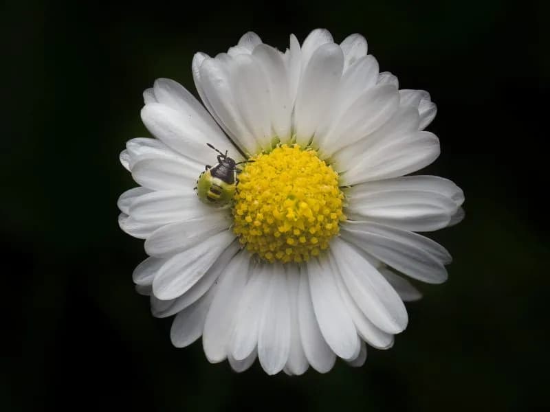 Whispers of Nature: A Close-Up Encounter with a Daisy and Its Tiny Visitor