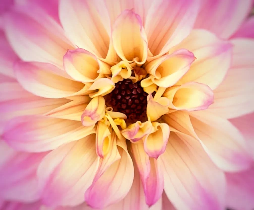 Whispers of Spring: A Delicate Dahlia in Bloom