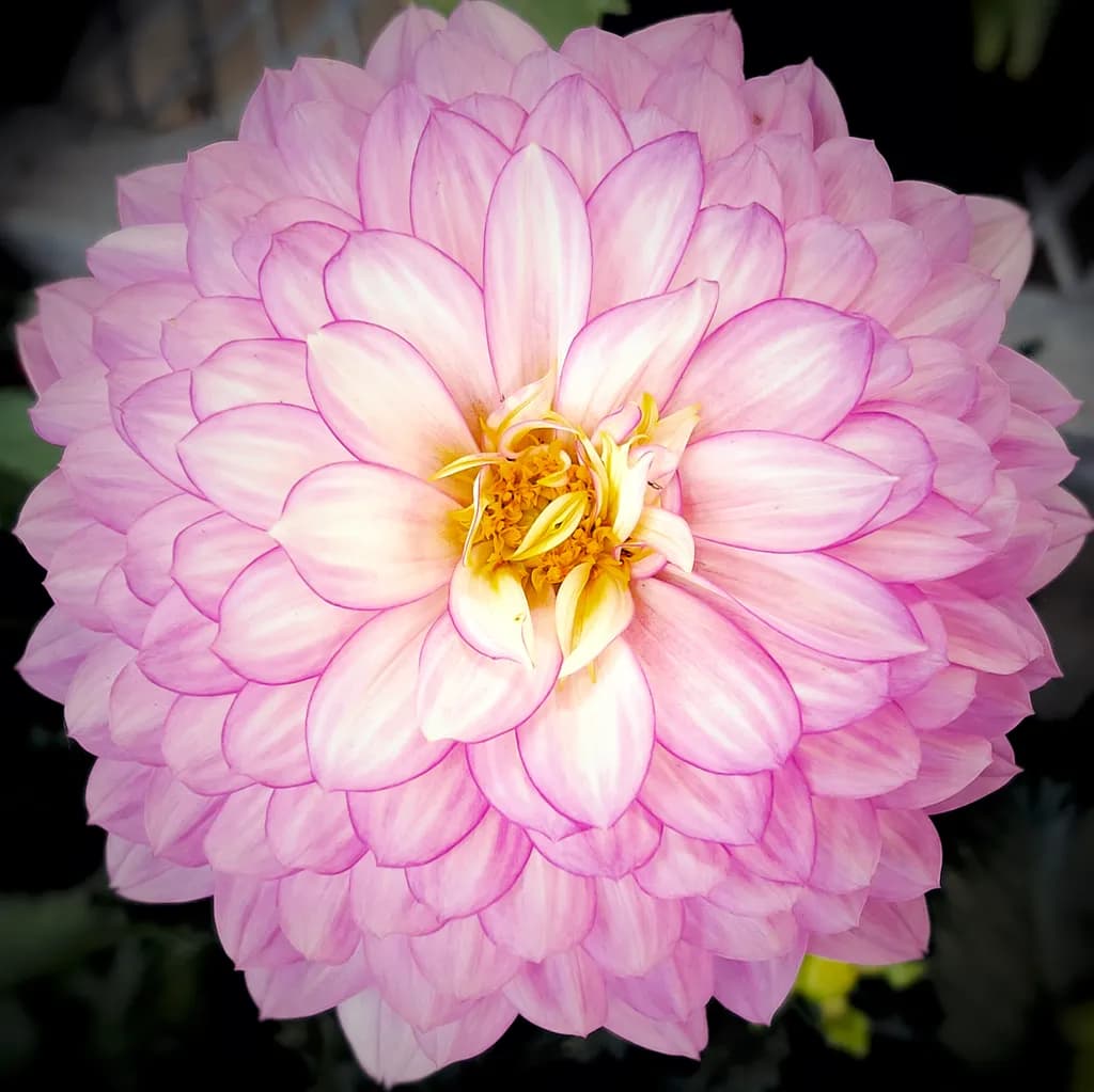 Vibrant Pink Dahlia: Nature's Floral Masterpiece in Full Bloom