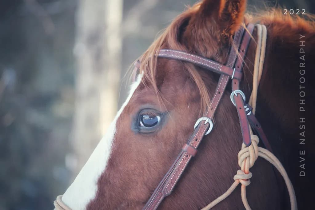 Whispers of the Wild: A Close-Up Portrait of a Majestic Horse