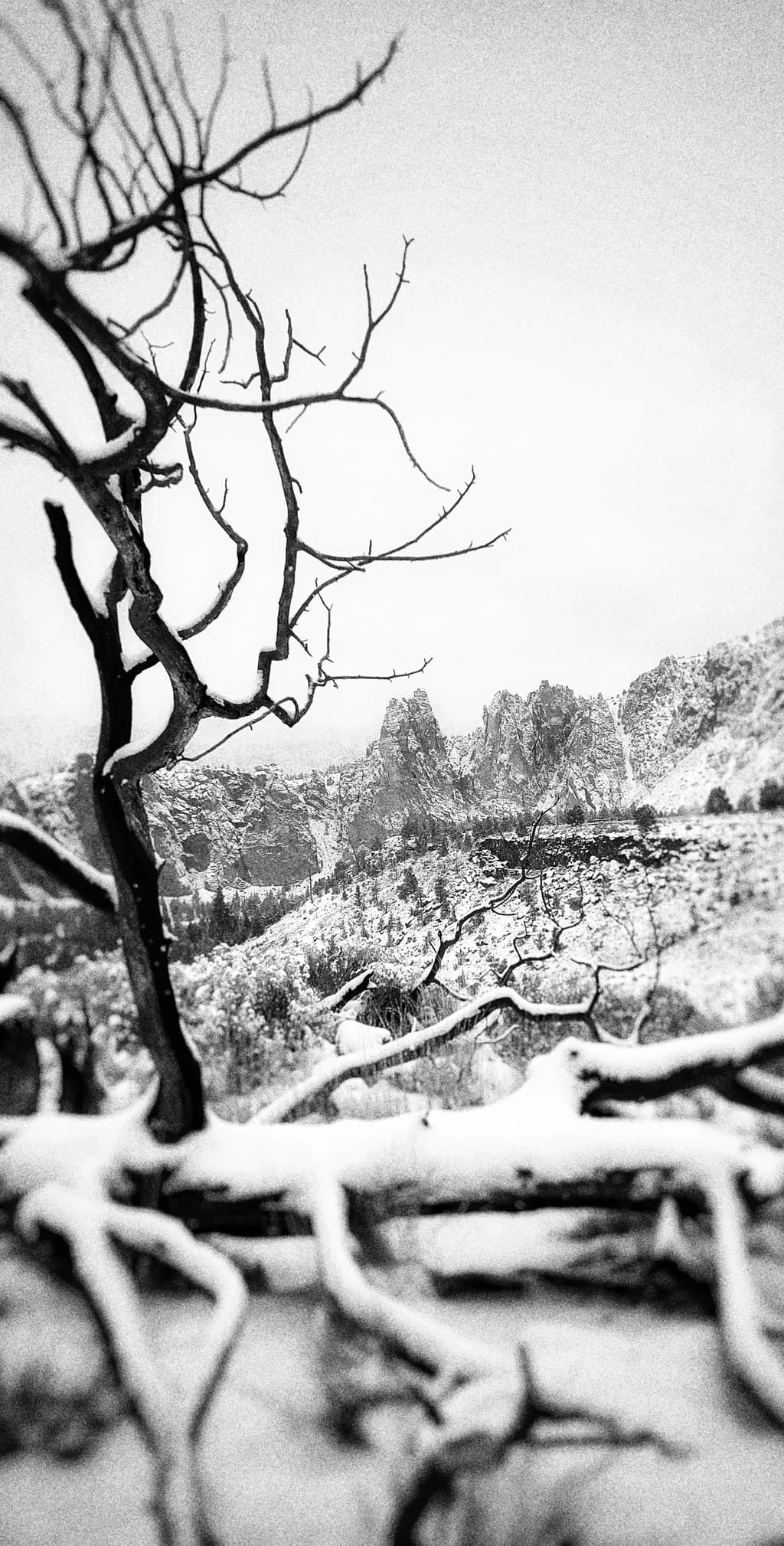 Whispers of Winter: Monochrome Landscape of Snow-Covered Trees and Rocky Peaks