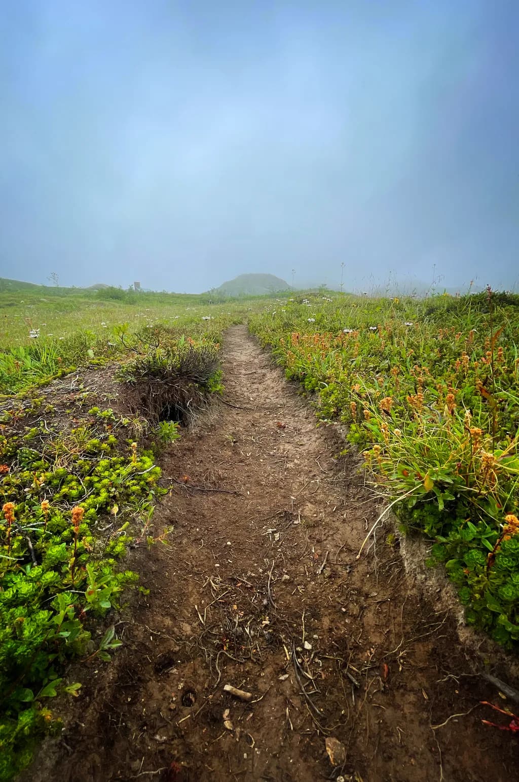Whispers of the Mist: A Tranquil Path Through Lush Greenery