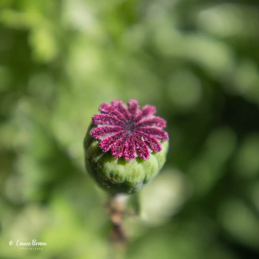 Green Seed Pod Close-Up