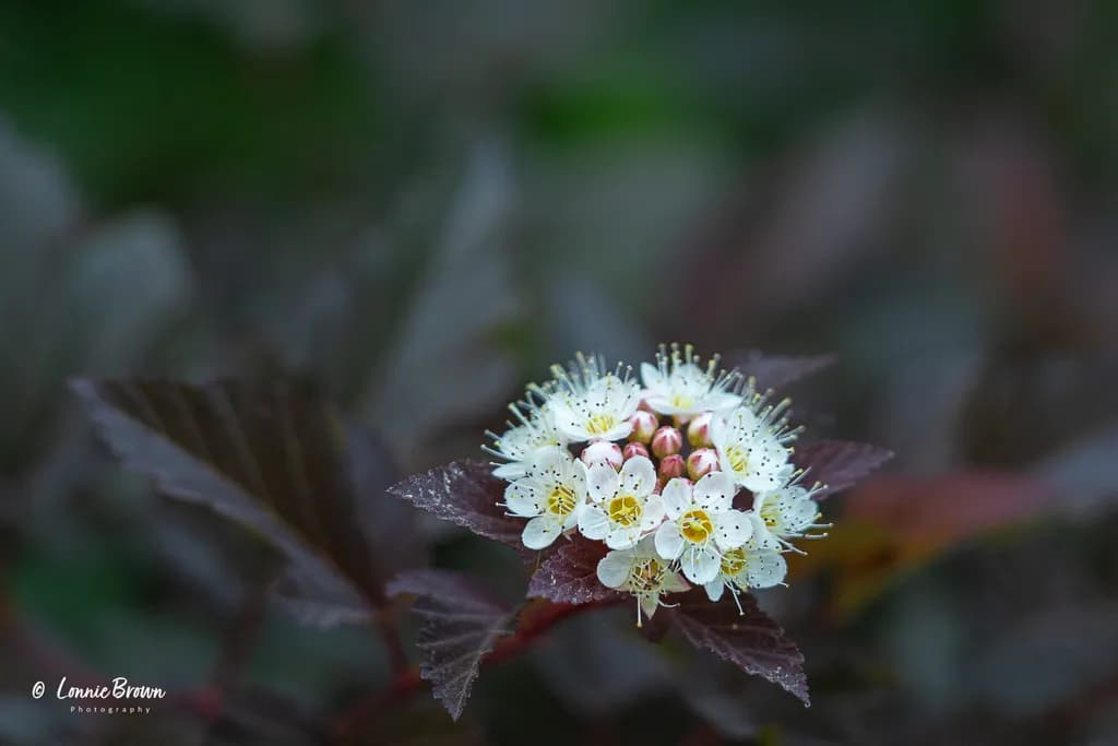 White Flower Cluster