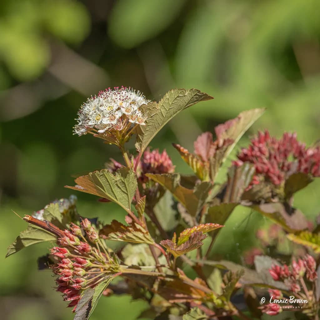 Spirea Blooms Close-Up