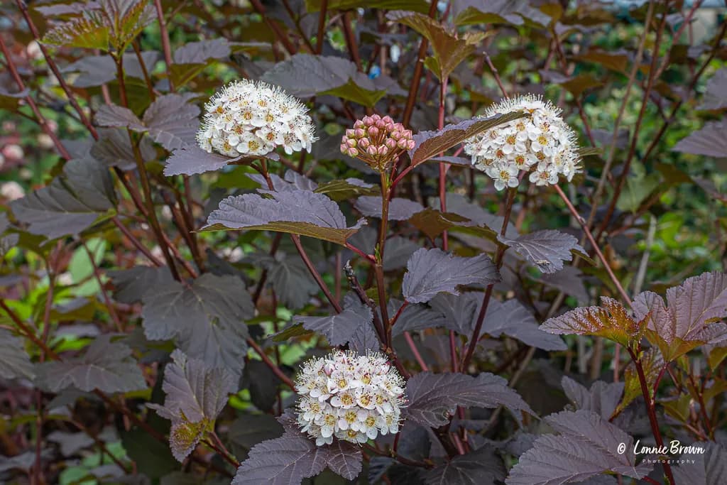 Dark Leaf White Blossoms