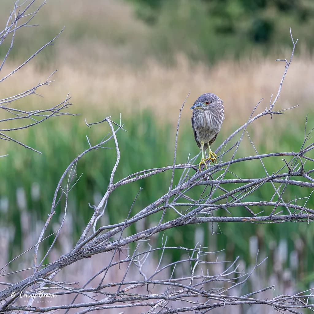 Bird on Branch