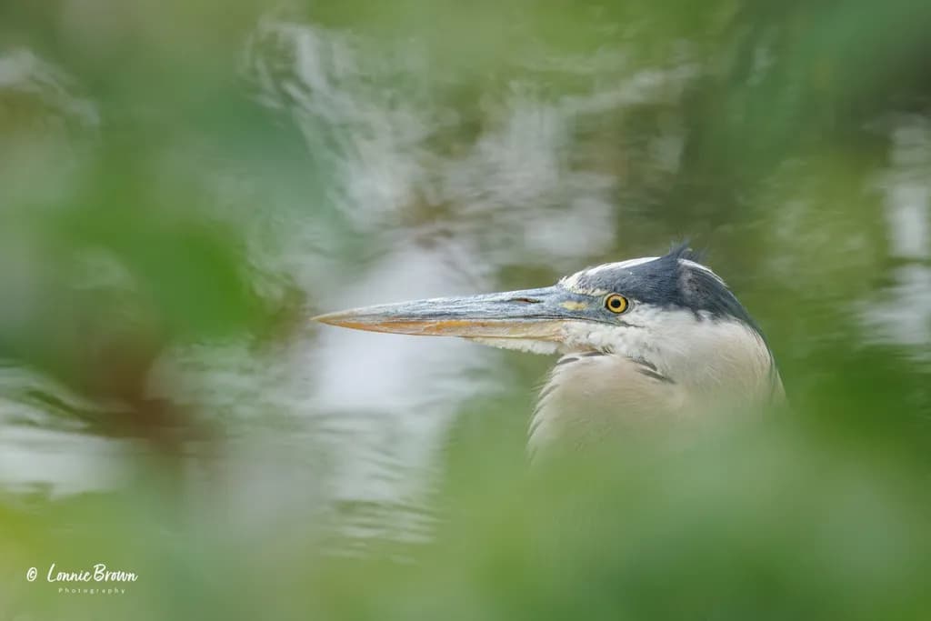 The Watcher