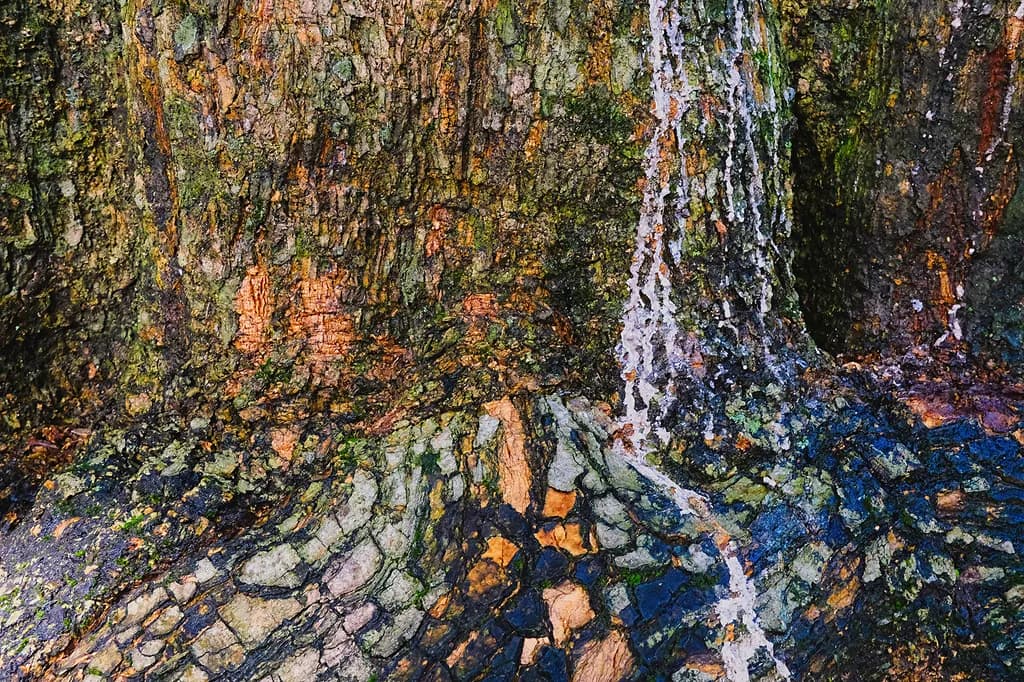 Forest Waterfall