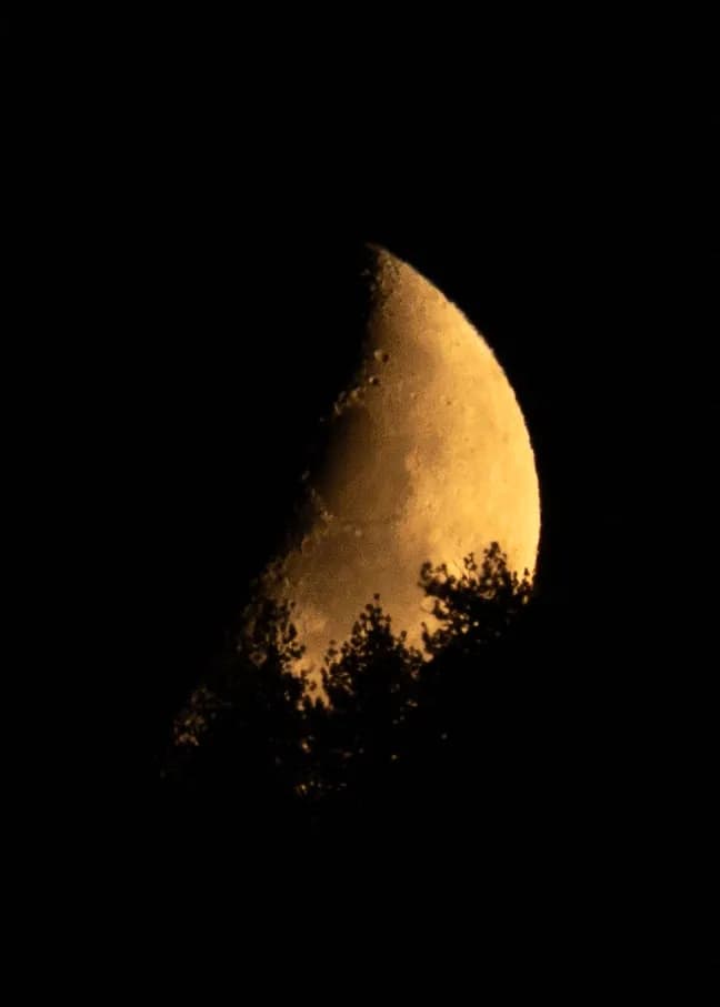 Whispers of the Moon: A Golden Glow Through the Trees
