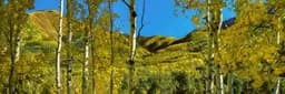 Fall Aspen View (pano) (small)