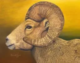 Bighorn Majesty