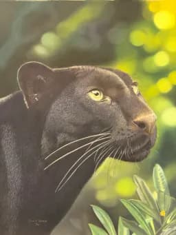 Jungle Panther Gaze