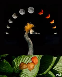 Moonbird
