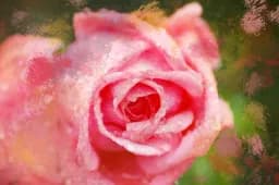 Pink Rose Texture