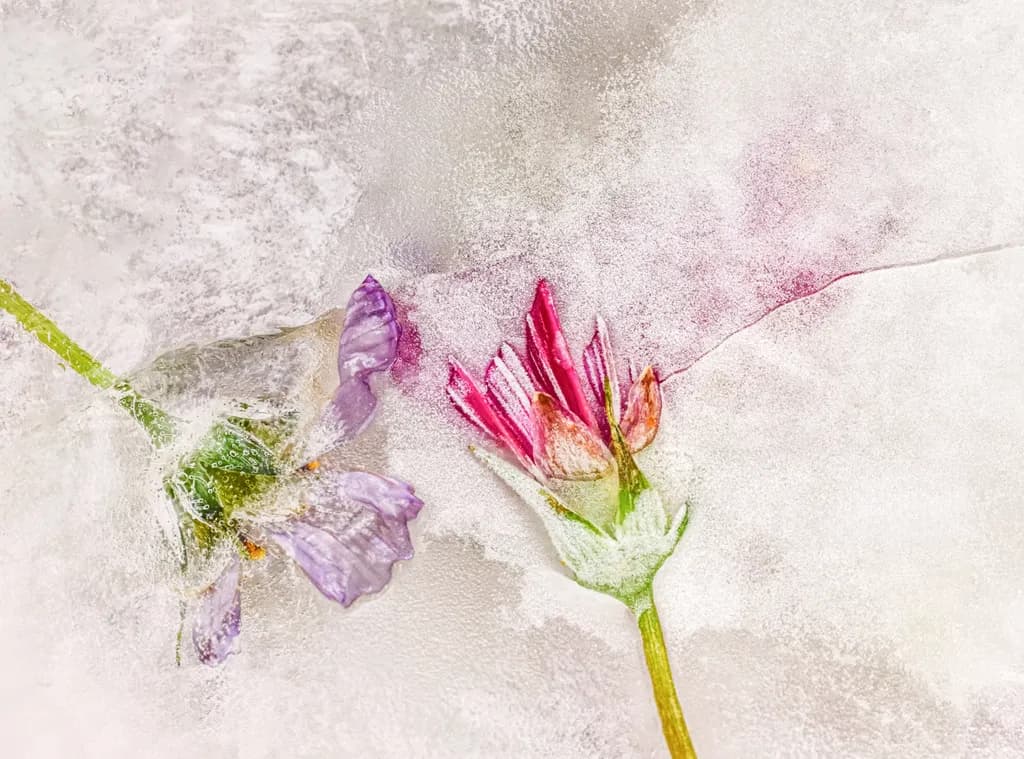 Frozen Blooms