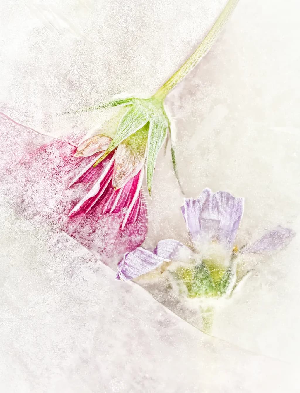 Frozen Blooms