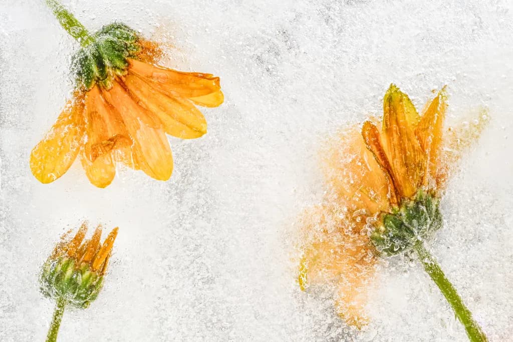 Frozen Blooms