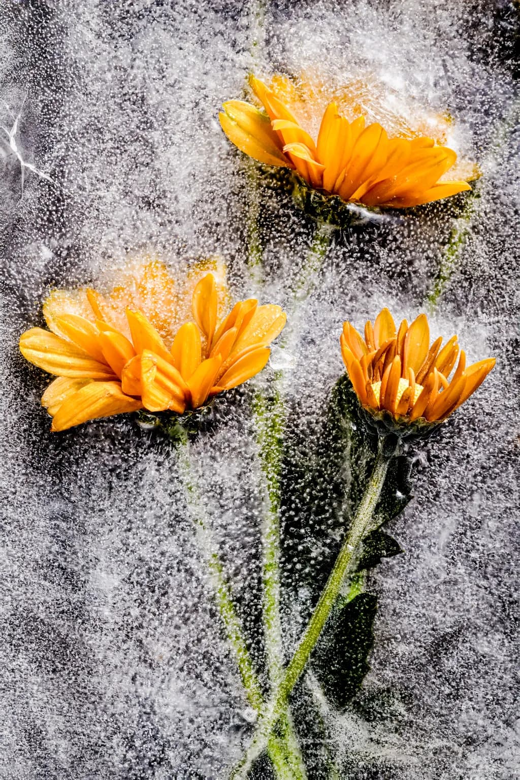 Frozen Blooms