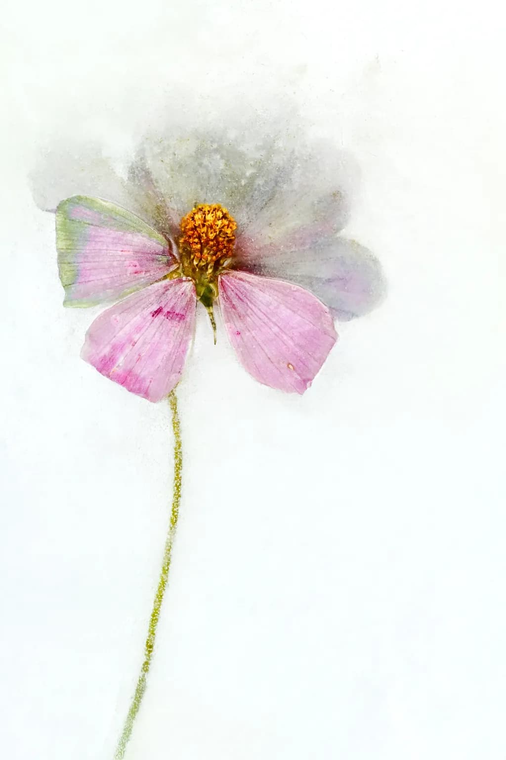 Marianne's Bloom Frozen Cosmos
