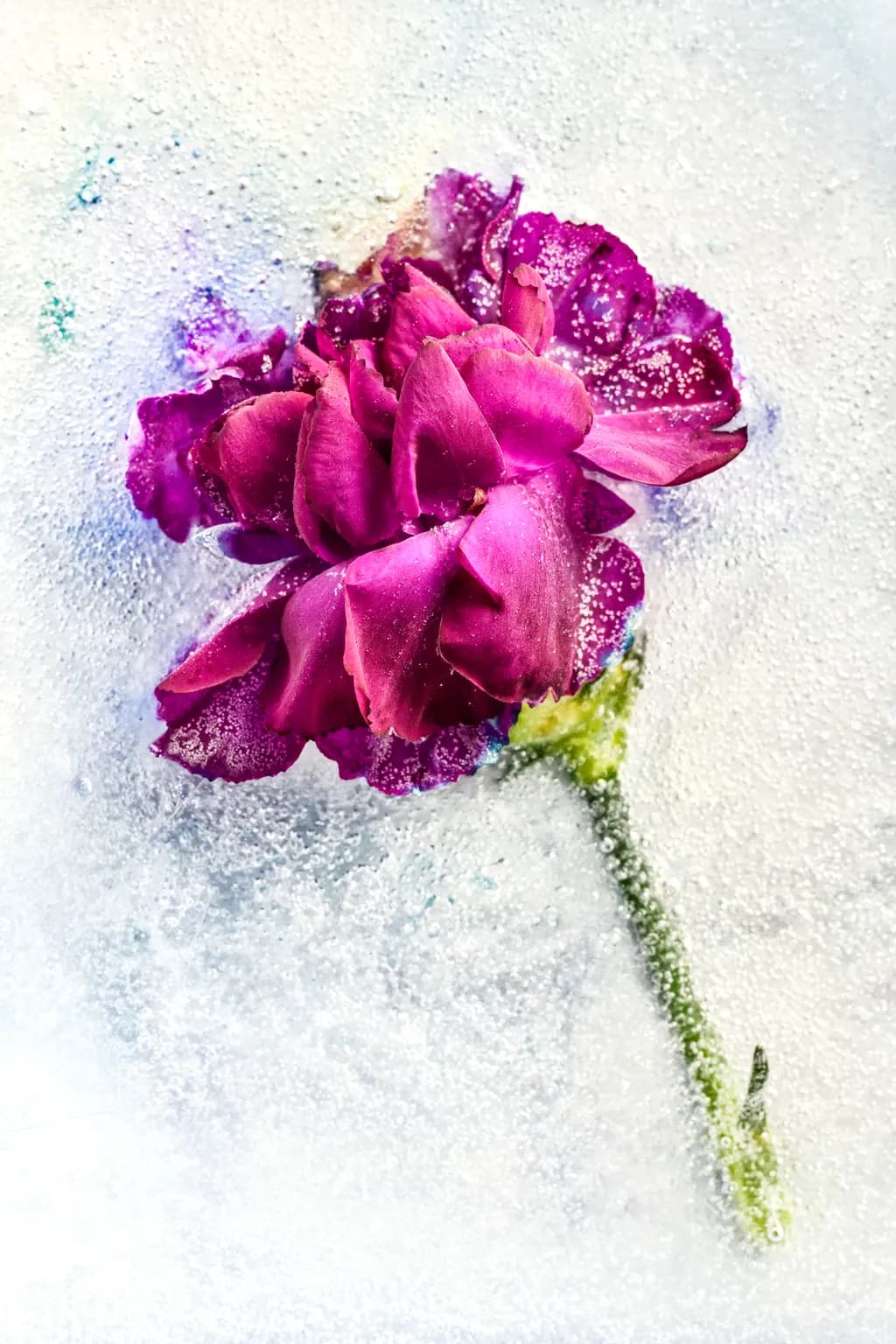 Frozen Beauty