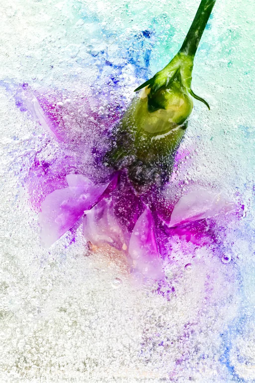 Icebound Siren Purple Carnation frozen in Ice