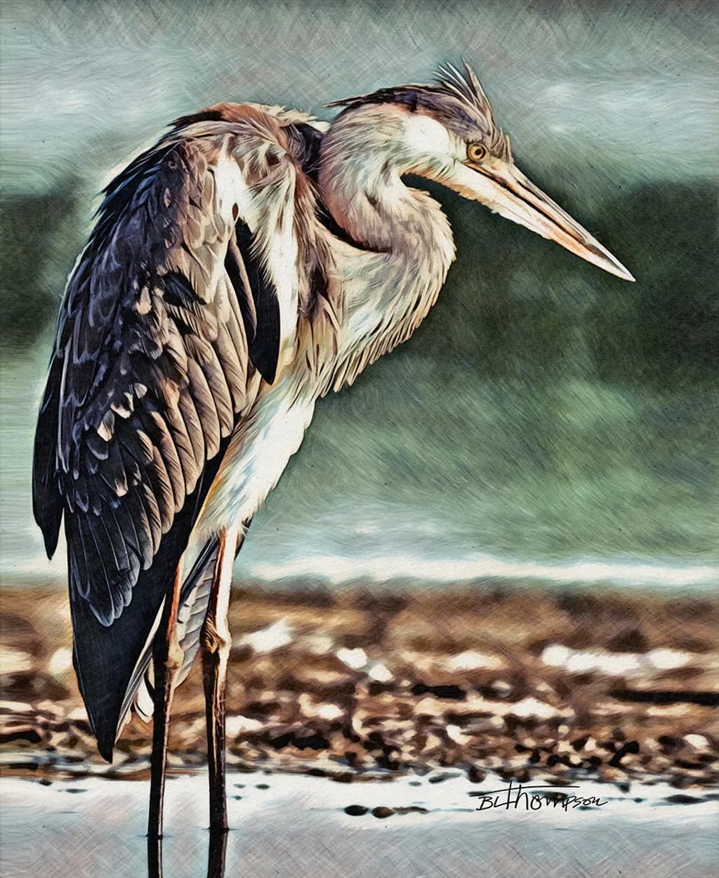 Watchful Heron Eye