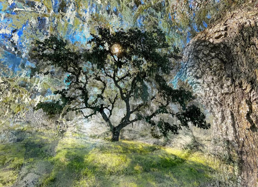 Moss-Covered Oak