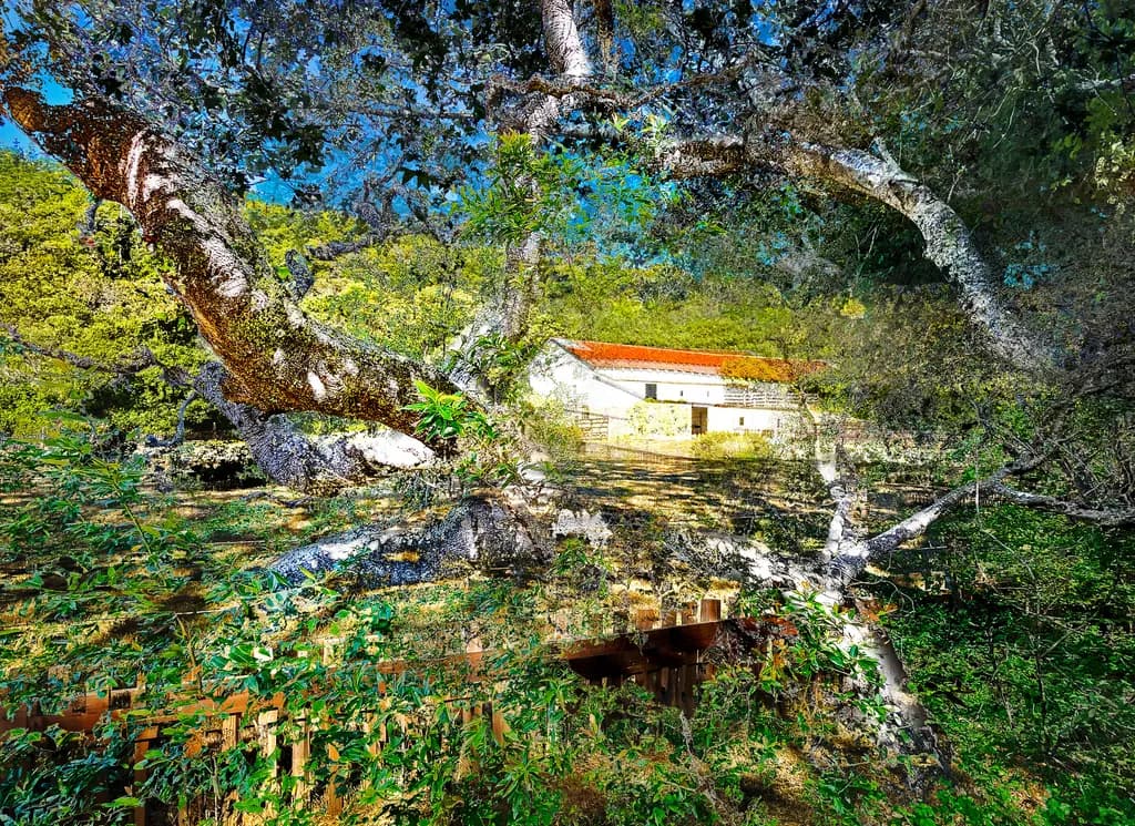 Dappled Shade