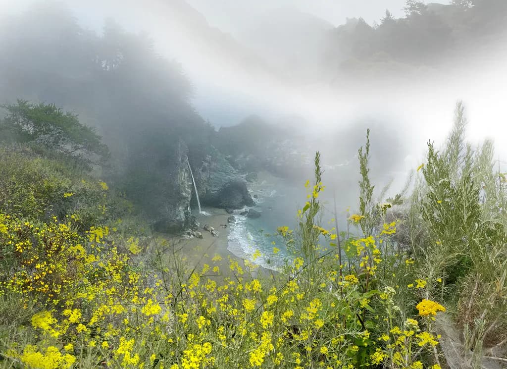 Misty Coastal Bloom