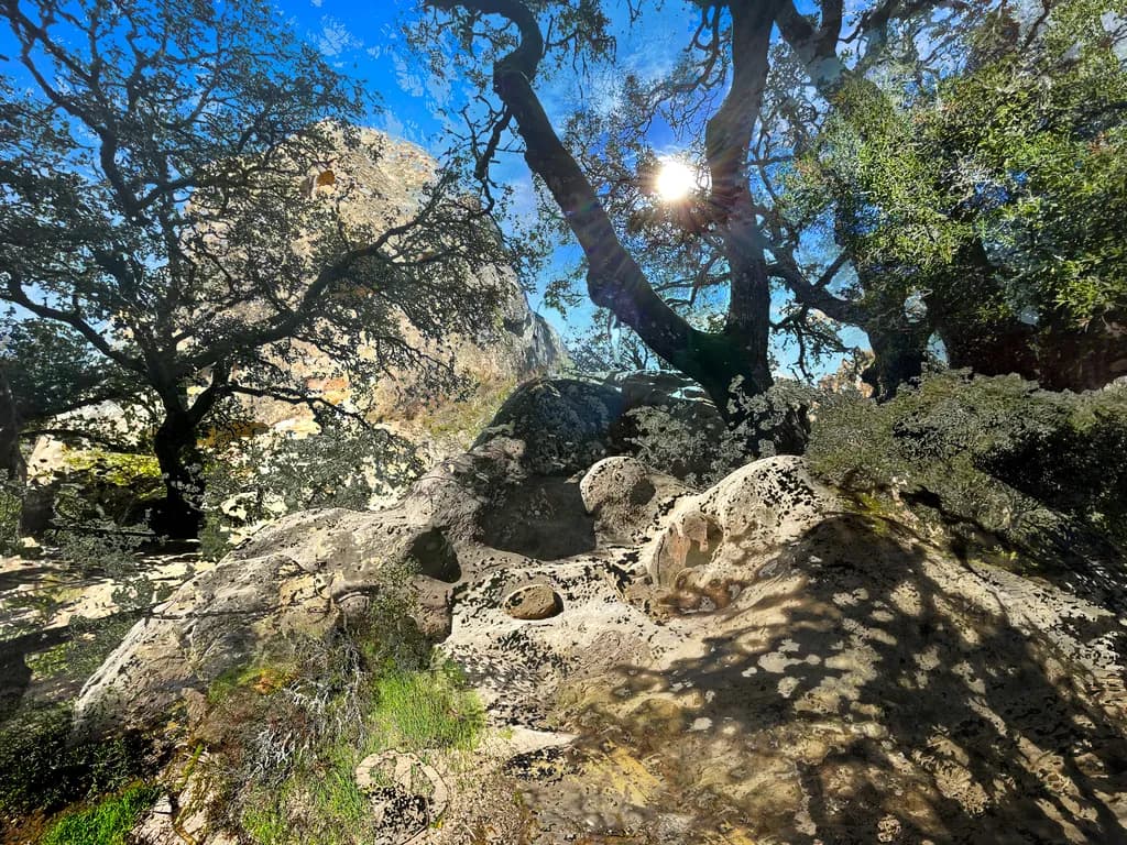 Sunlit Oak Shadows