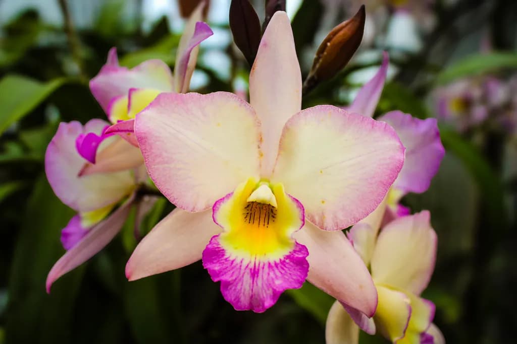 Blushing Cattleya