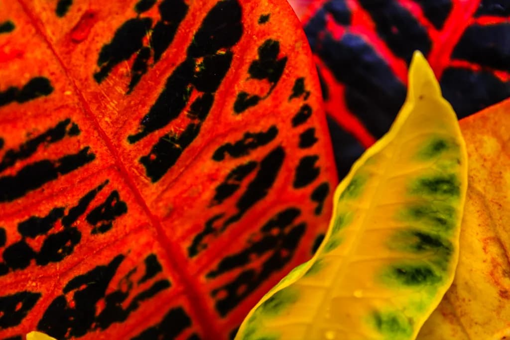 Croton Fever