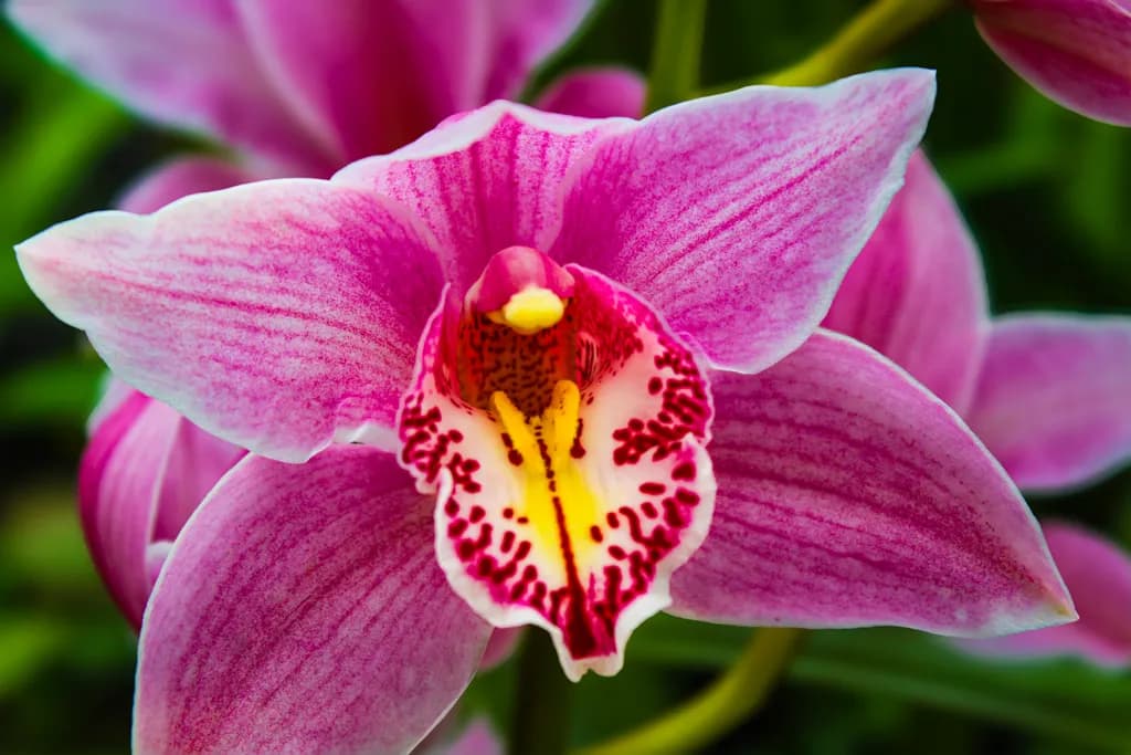 Pink Orchid of Lasting Love