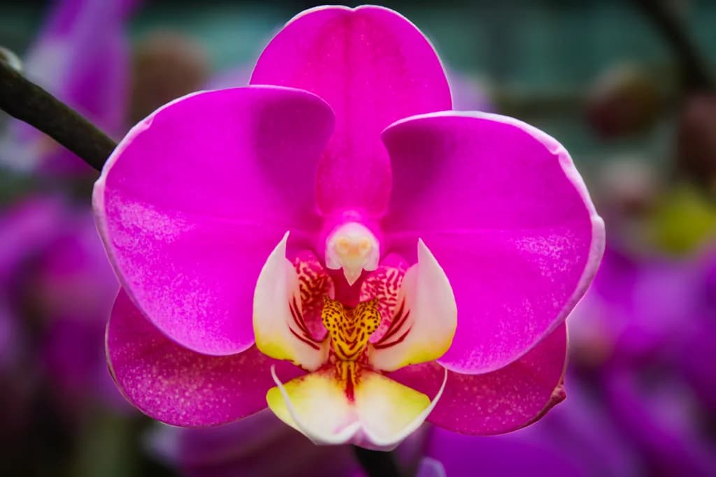 Moth Orchid Glow
