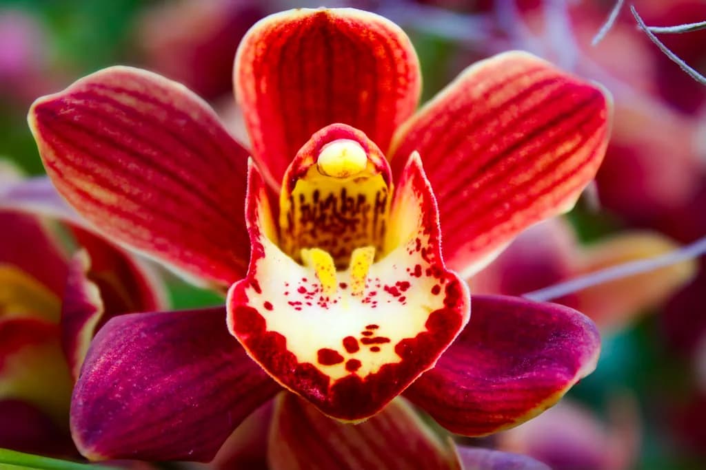 Electric Crimson Orchid