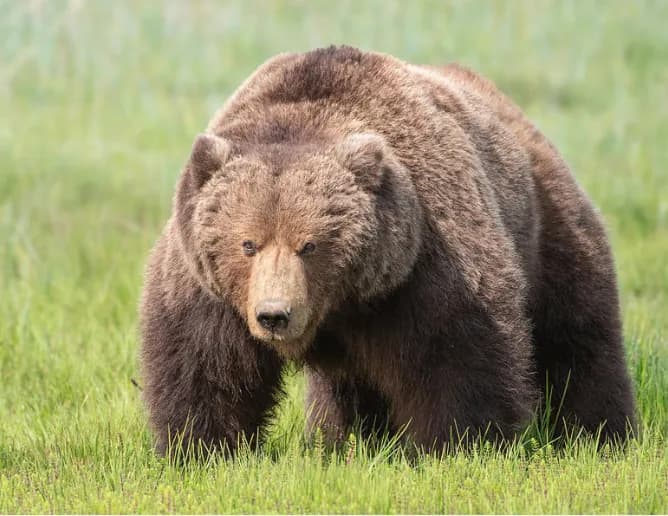 Majestic Grizzly: A Poetic Encounter with Nature's Gentle Giant