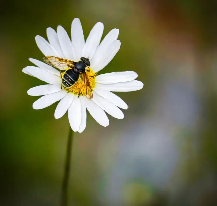 Whispers of Nature: A Dance Between Daisy and Bee