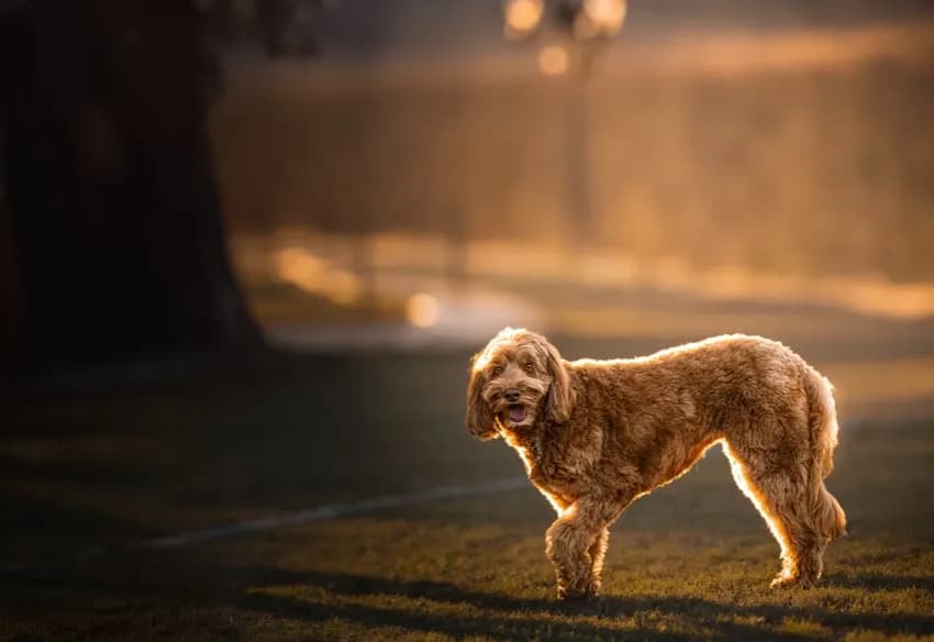 Golden Moments: A Playful Pup in the Warm Embrace of Sunset Light