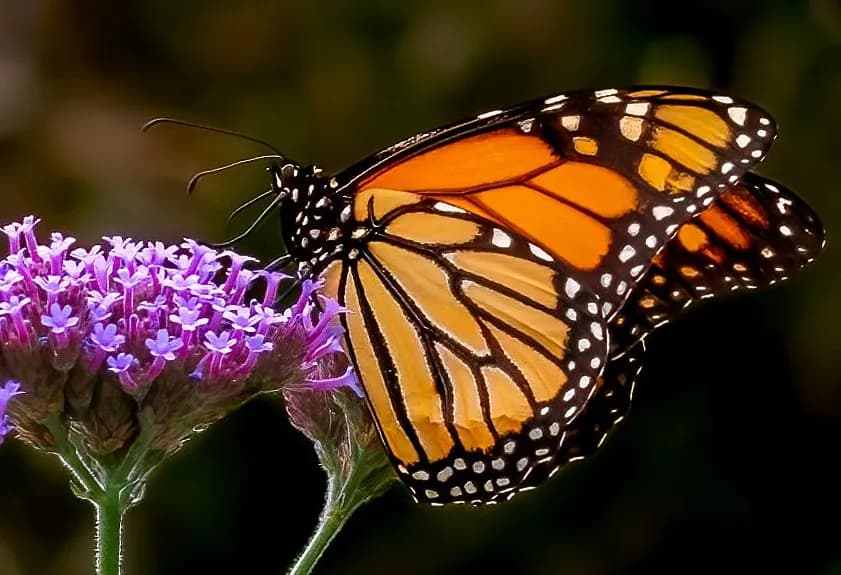 Whispers of Transformation: A Monarch's Dance Among Blossoms